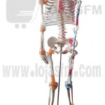 estrutura de esqueleto produto novo com direito entrega ao domicílio