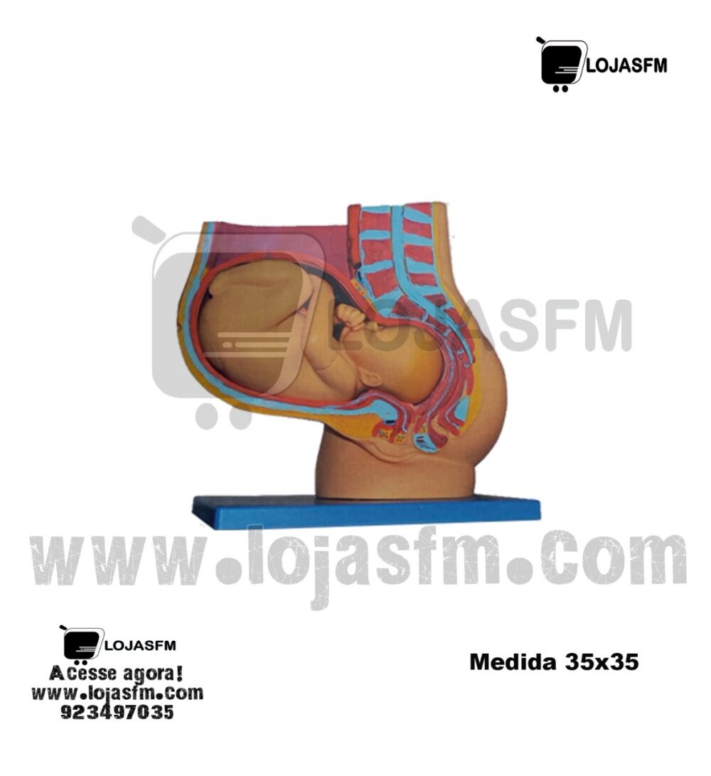Modelo anatômico medida 35x35 produto novo com direito entrega ao domicilio - Image 1