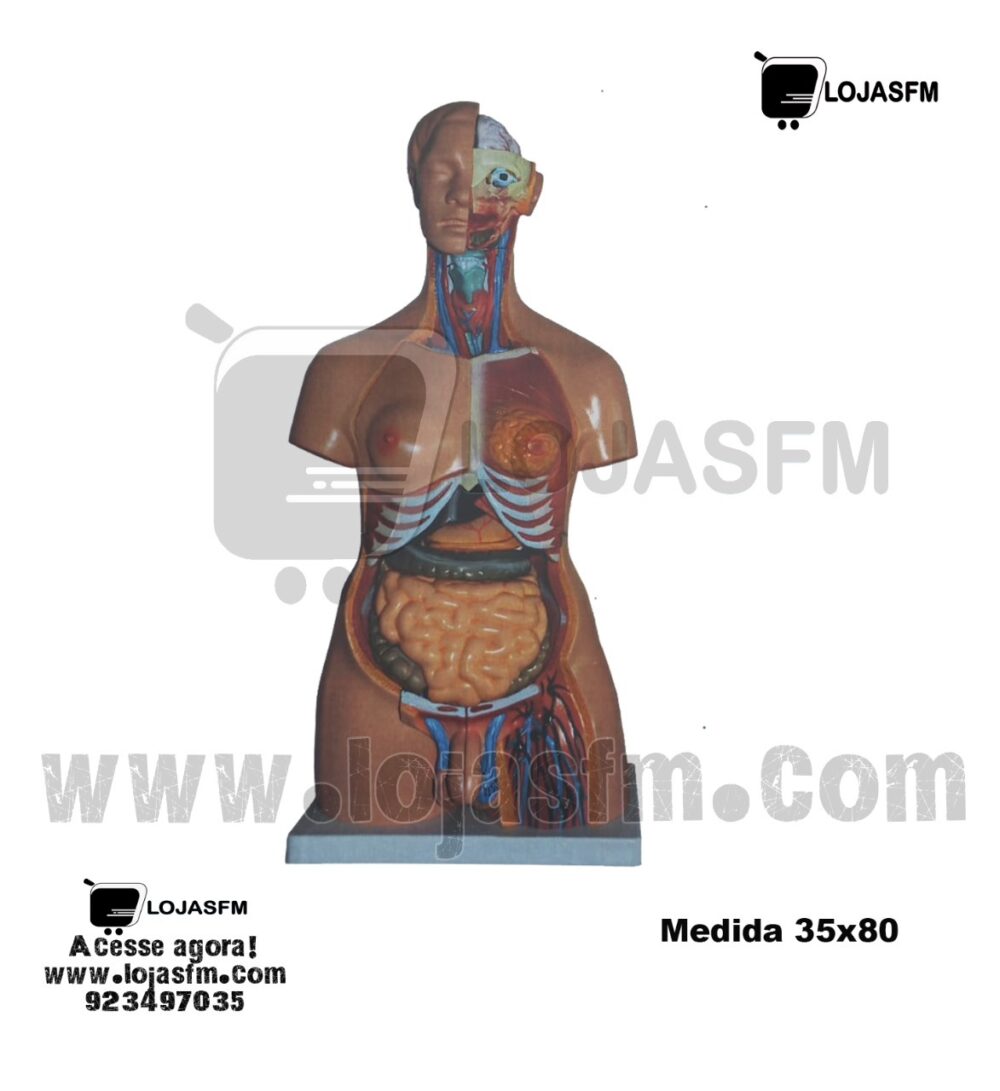 Torso Anatômico Humano - 20 Partes medida 35x80 produto novo com direito entrega ao domicilio - Image 1