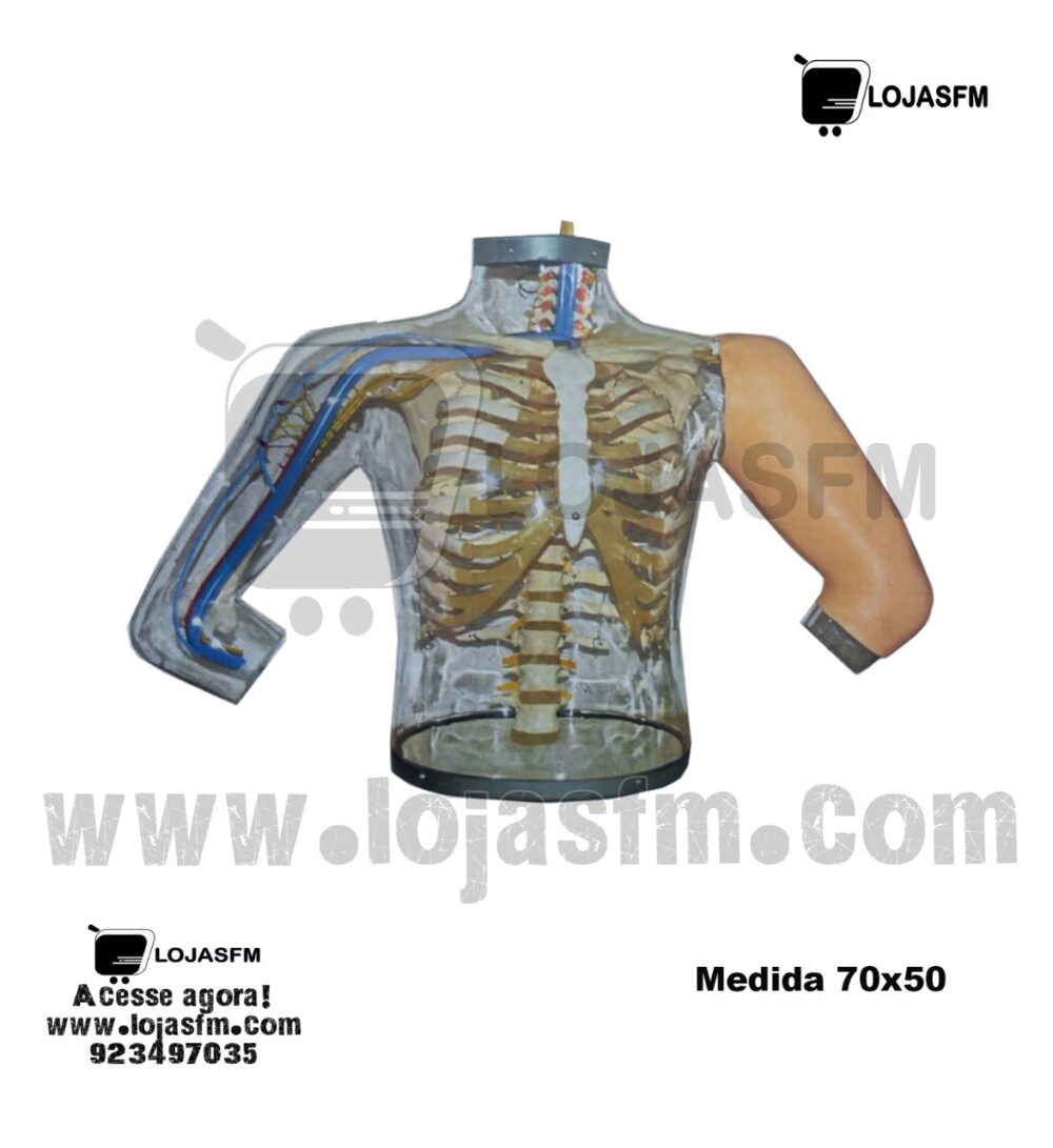 Imagem do WhatsApp de 2025-05-26 à(s) 07.49.47_34992daf 🧠 Modelo Anatômico Humano — Educativo, Realista e com Entrega - Image 1